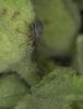 Rhopalapion longirostre
