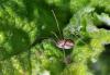 59586 – Photo : Christophe Quintin – France (21)
