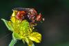 59231 – Photo : Christophe Quintin – France (21)