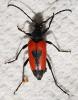 Stictoleptura cordigera