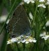 59950 – Photo : Pelouard – France (38)