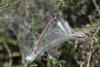 59509 – Photo : Patrick Gueguen – France (85)