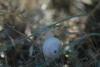 59510 – Photo : Patrick Gueguen – France (85)