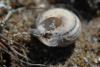 59511 – Photo : Patrick Gueguen – France (85)