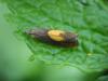 59758 – Photo : Zogrot – France (59)