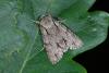 59840 – Photo : Samuel DUCEPT – France (86)