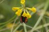 59169 – Photo : Alain Crespin – France (79)