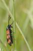 59151 – Photo : Alain Crespin – France (79)