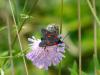 59902 – Photo : Remy GENTNER – France (67)