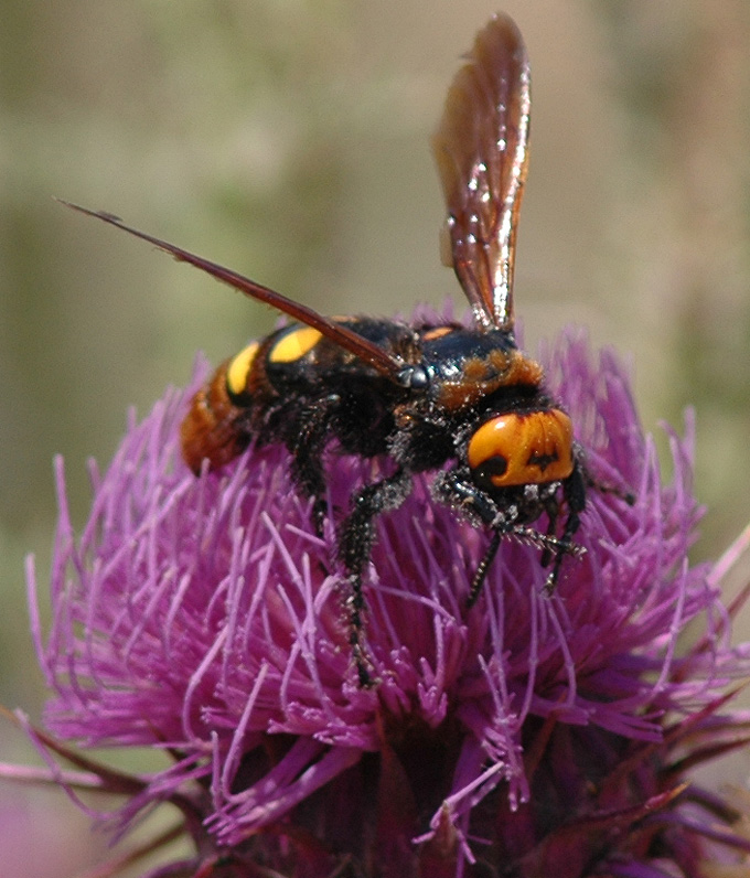 Christian Widmann - Megascolia (Regiscolia) maculata maculata - réf. 59968 (680 x 796 pixels, 206 ko)