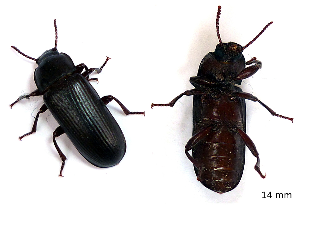 Michel Bertrand - Tenebrio (Tenebrio) molitor - réf. 59760 (1000 x 800 pixels, 207 ko)