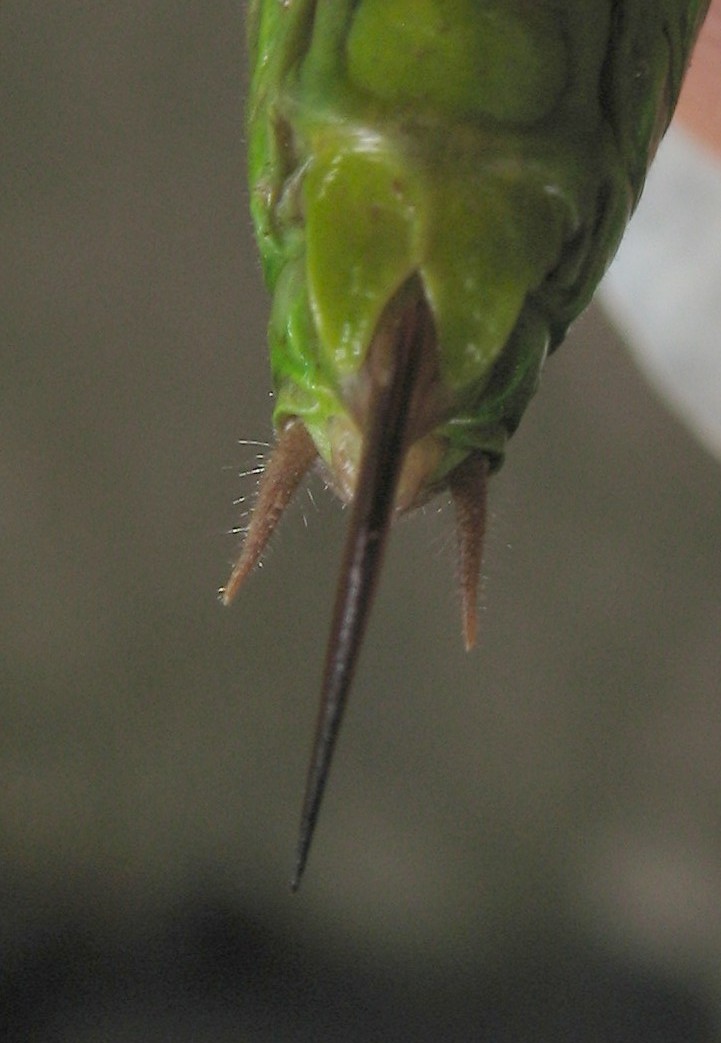 Axel Dehalleux - Roeseliana roeselii - réf. 59903 (721 x 1043 pixels, 108 ko)