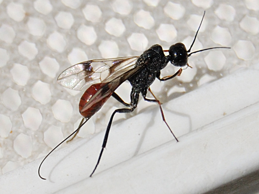 Canigou - Pristaulacus galitae - réf. 59642 (900 x 675 pixels, 219 ko)