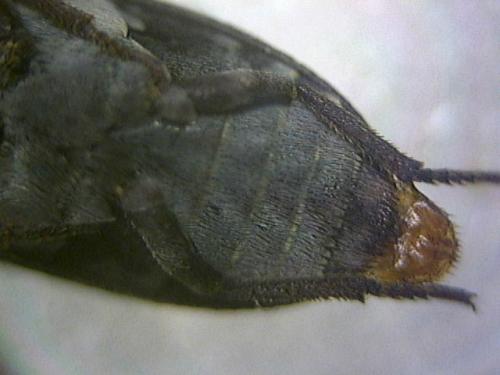 Dermestes sp.