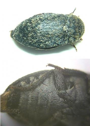 Réf. 6 565 : Dermestes mustelinus