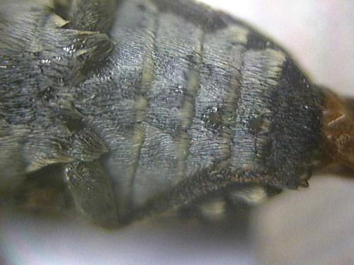 Dermestes sp.