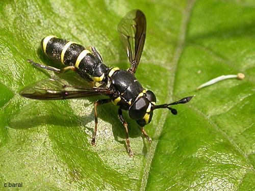 Ceriana conopsoides