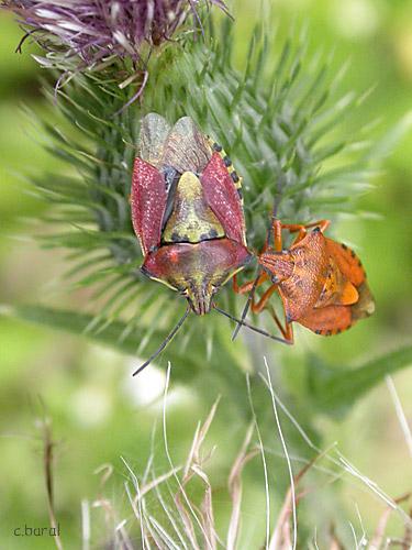 Carpocoris purpureipennis