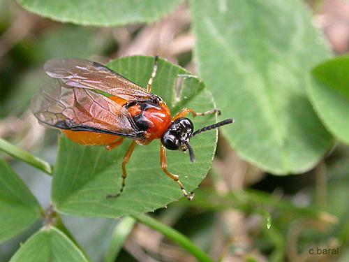 Réf. 6 580 : Athalia rosae
