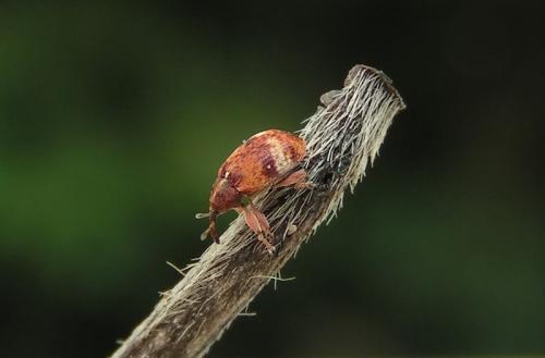 Anthonomus sp.