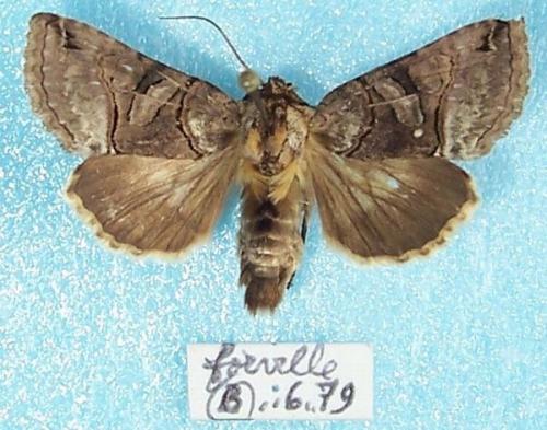 Abrostola tripartita