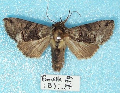 Abrostola tripartita