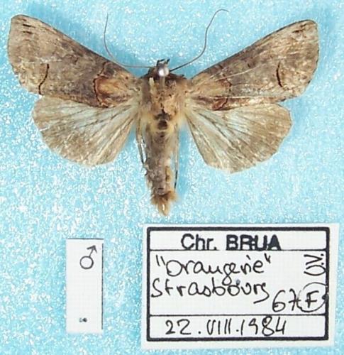 Abrostola triplasia