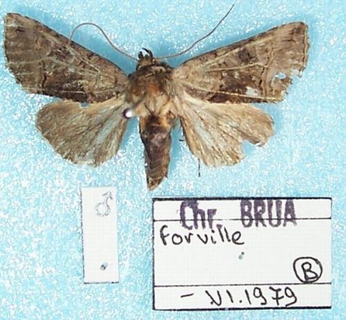 Abrostola tripartita