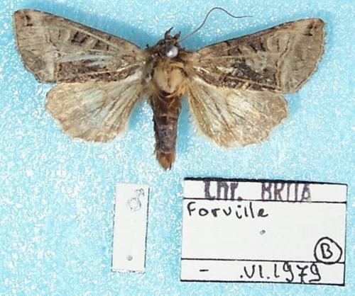 Réf. 6 730 : Abrostola tripartita