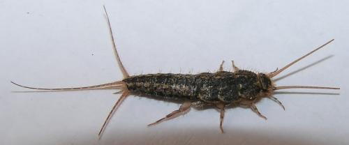 Ctenolepisma lineata