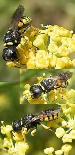 Réf. 6 372 : Lestica clypeata
