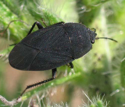Réf. 6 197 : Aellopus atratus