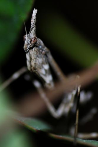 Réf. 6 498 : Empusa pennata