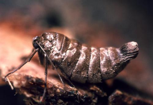 Alsophila aescularia
