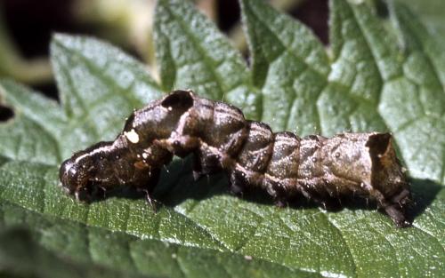 Abrostola triplasia