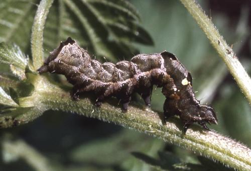 Abrostola triplasia