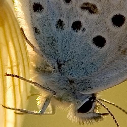 Plebejus argus