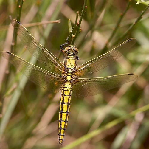 Orthetrum cancellatum