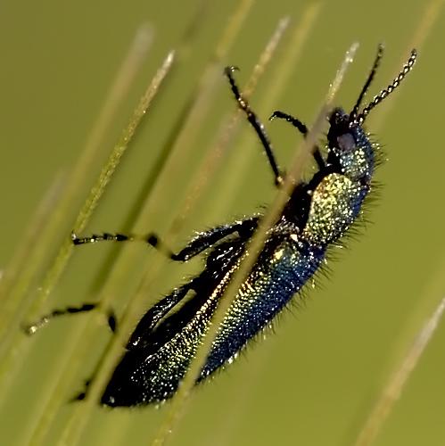 Psilothrix viridicoerulea