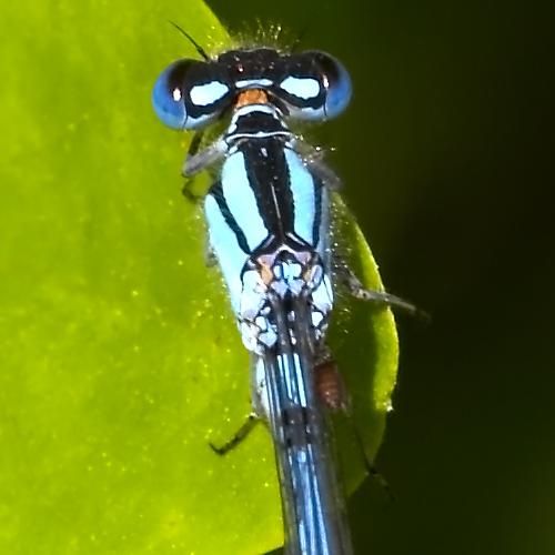 Enallagma cyathigerum