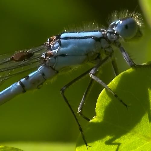 Enallagma cyathigerum