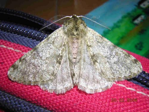 Phigalia pilosaria