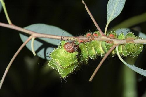 Argema mittrei