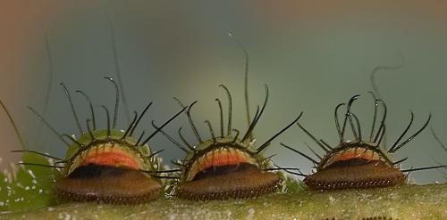 Argema mittrei