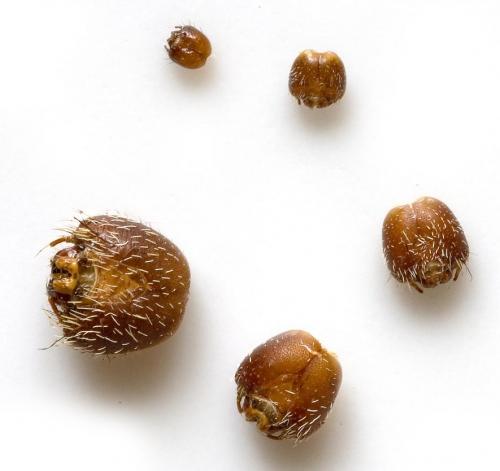 Argema mittrei