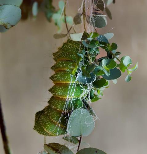 Argema mittrei
