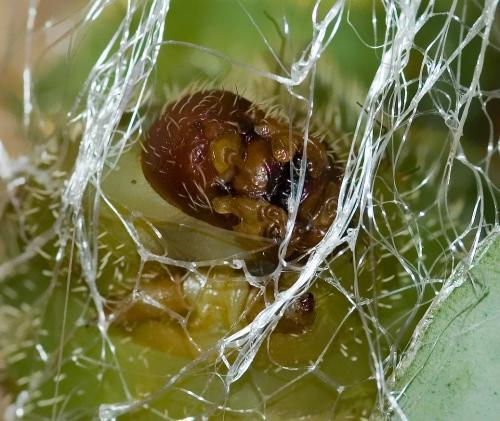 Argema mittrei