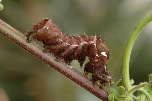 Abrostola triplasia