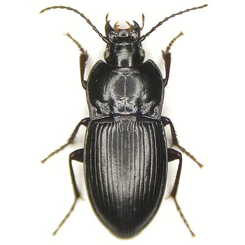 Réf. 6 513 : Pterostichus abaxoides
