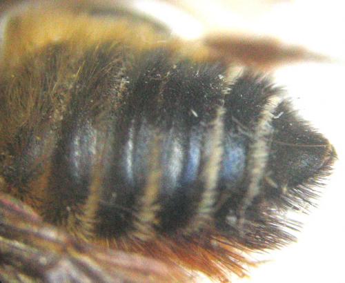 Megachile willughbiella